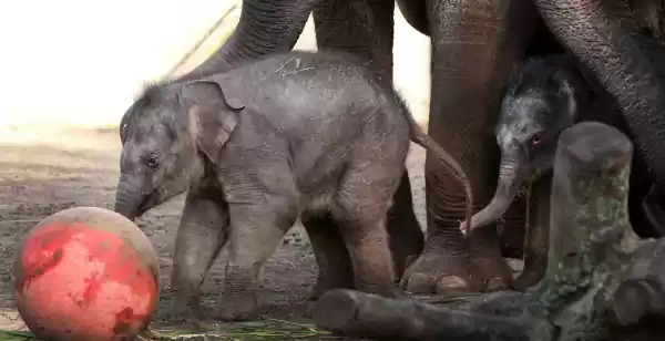 Beschuit met muisjes in de Nederlandse dierentuinen! Kom naar ARTIS voor twee hele leuke verrasssingen: Mook Uhm en Yuki. Foto: ARTIS © Ronald van Weeren