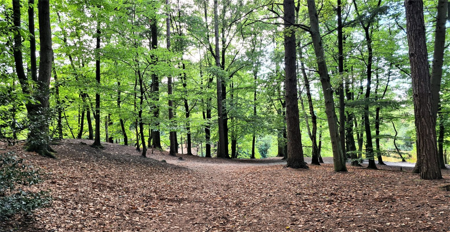 Wandelen door de bossen van Birkhoven. Foto: Amarin via  Unsplash 