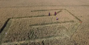 Graancirkels in Friesland? Nee, een ode aan Escher!