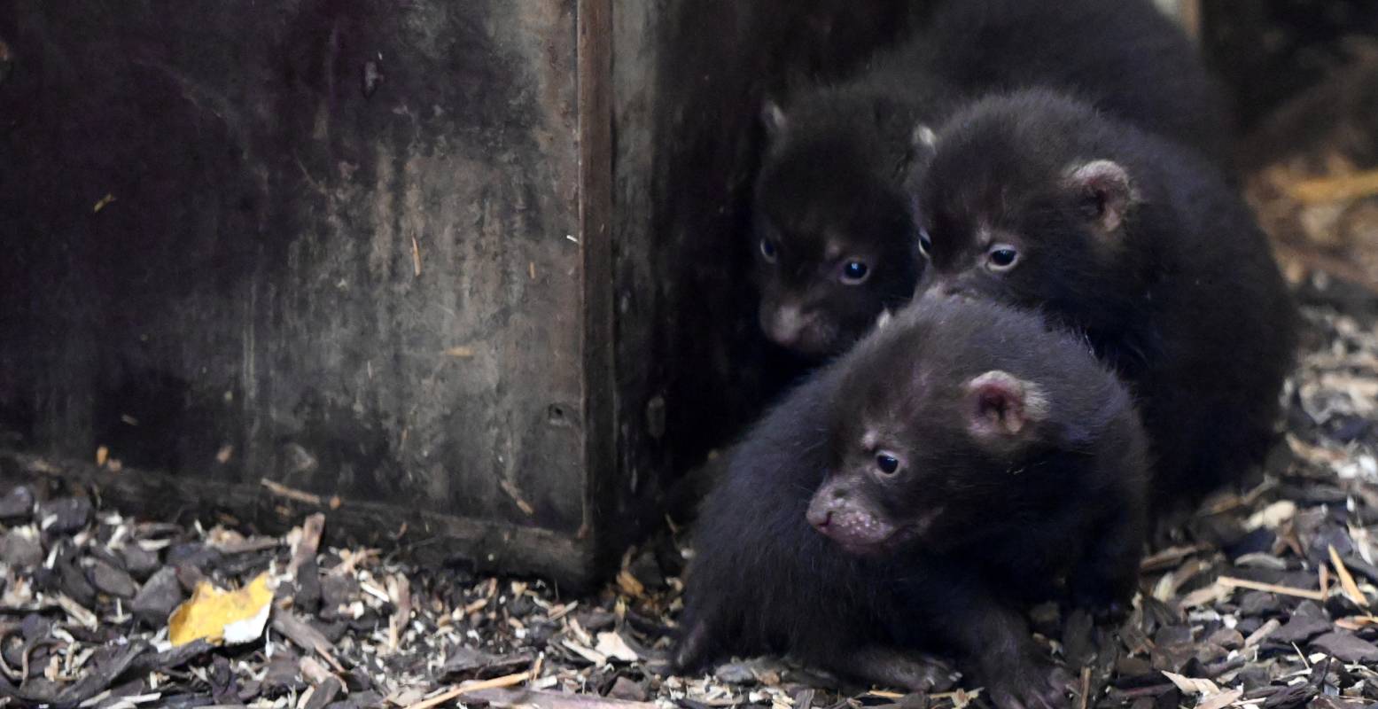 Kleine veelvraatjes met grote nieuwsgierigheid naar de wereld. Foto: GaiaZoo © Kleine veelvraatjes met grote nieuwsgierigheid naar de wereld. Foto: GaiaZoo ©