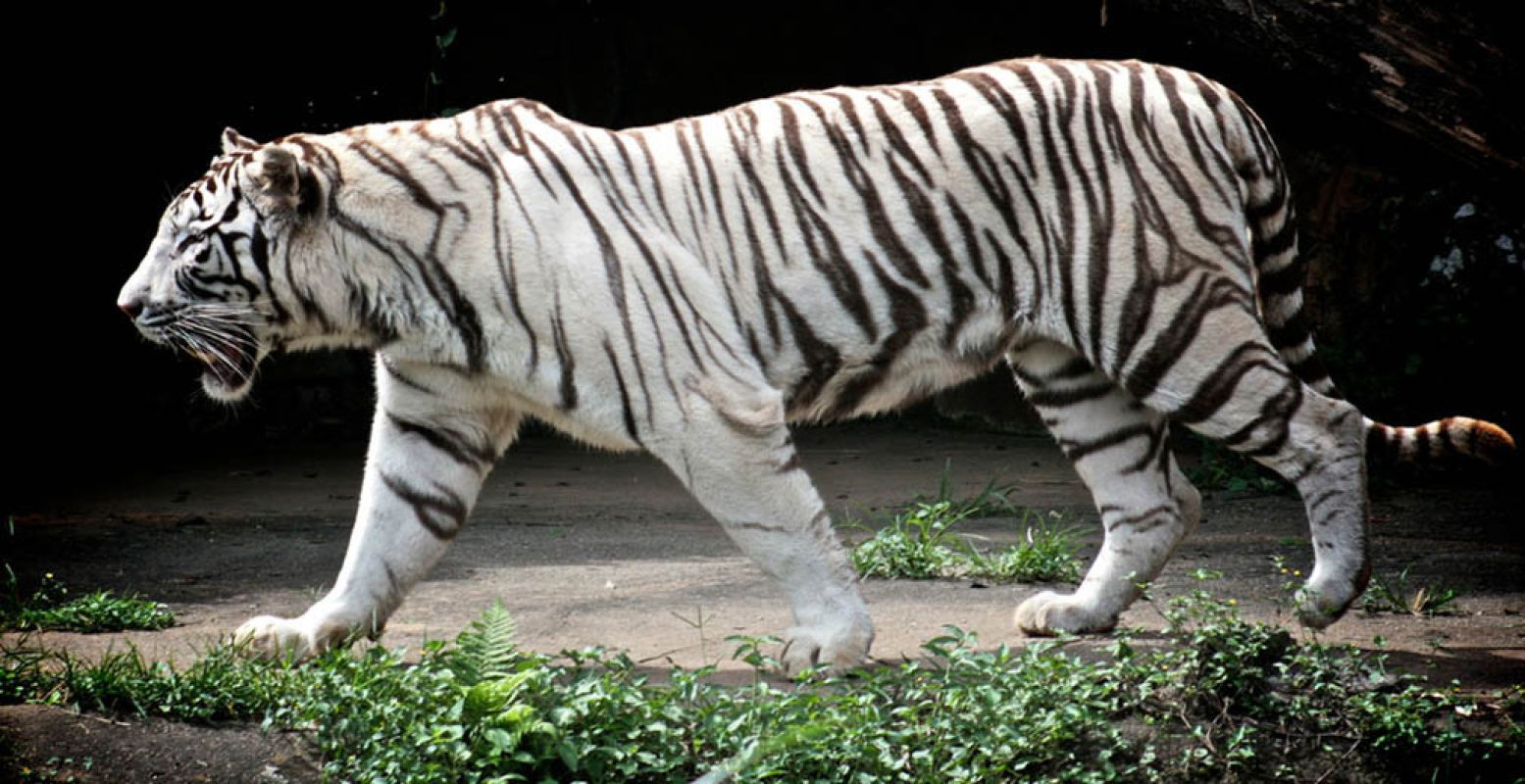 Een witte tijger in zijn verblijf in een dierentuin. Fotograaf:  Anderson Mancini . Licentie:  Sommige rechten voorbehouden . Bron:  Flickr.com 