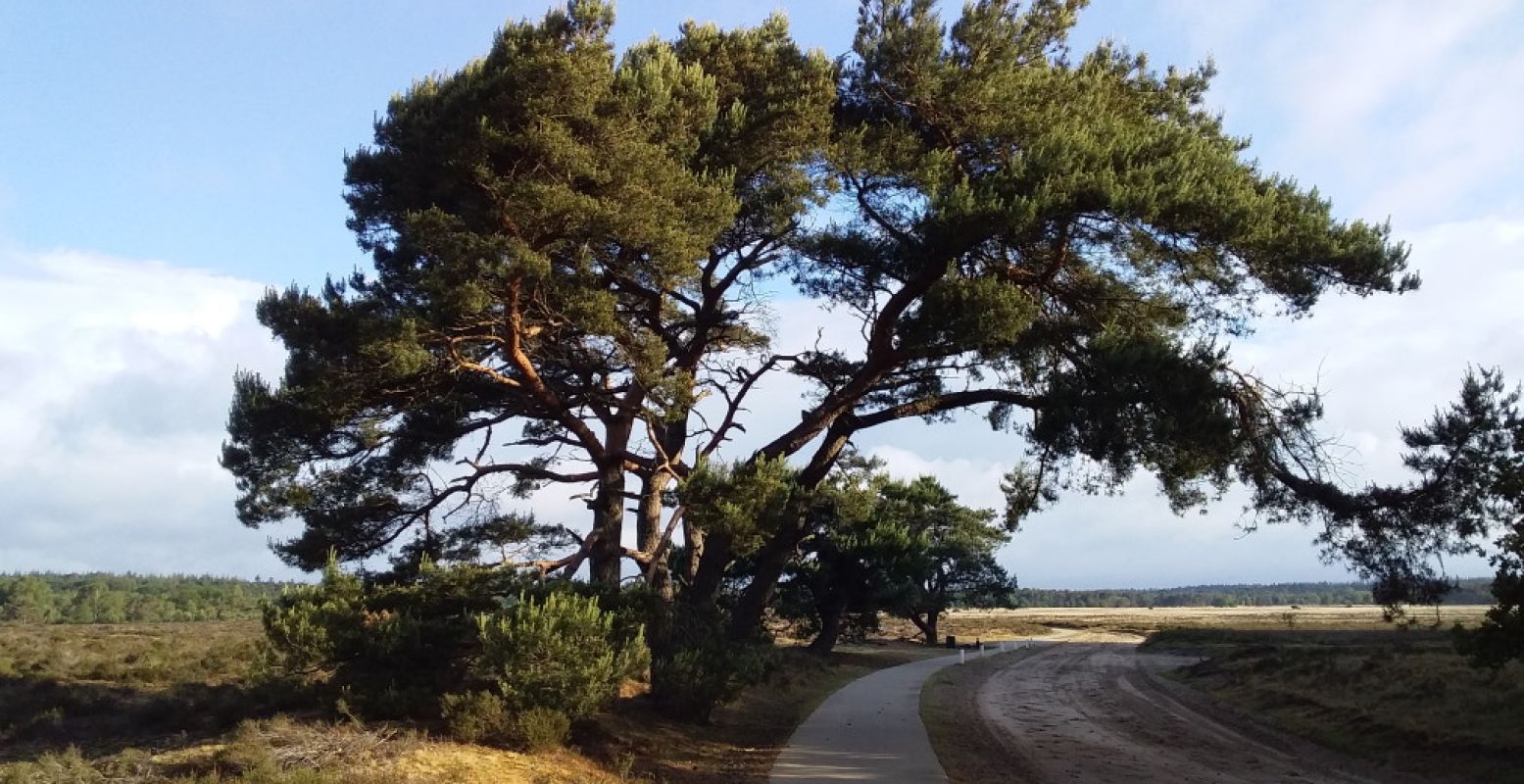 De Ginkelse Heide bij Ede is prachtig. Foto: DagjeWeg.NL / Jan-Willem van Ree