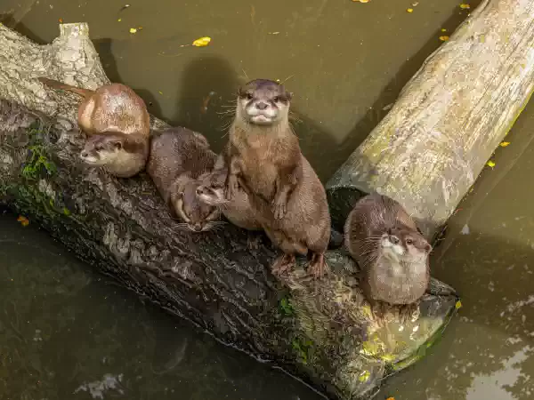 Kom alle beestjes bekijken in Dierenwijck, zoals deze nieuwsgierige otters. Foto: Plaswijckpark Kom alle beestjes bekijken in Dierenwijck, zoals deze nieuwsgierige otters. Foto: Plaswijckpark