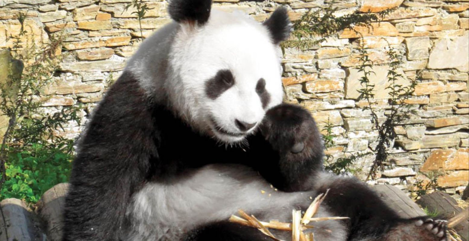 Reuzenpanda Xing Ya, het mannetje van het stel. Foto: © Ouwehands Dierenpark Rhenen.