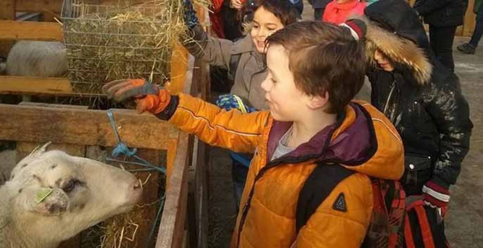 Kom naar de boerderij en ontmoet de schapenfamilie. Foto: De Stad Uit