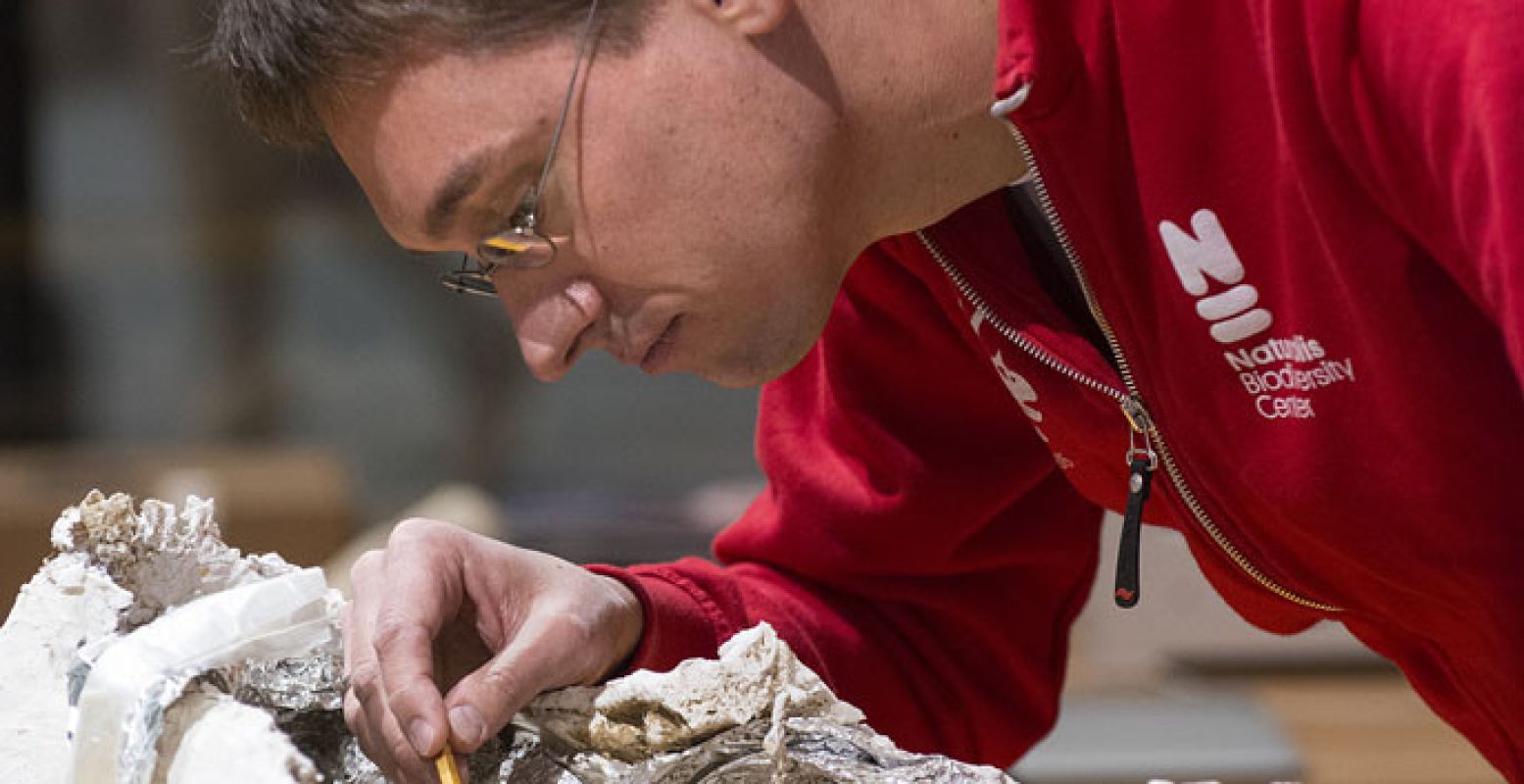 Bekijk hoe de Triceratopsbotten worden geprepareerd in het Dinolab! Foto: Naturalis.