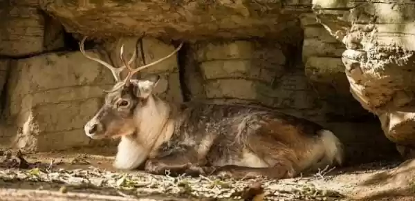 De zes mooiste dierentuinen van België Chillen in de zon. Foto: Antwerpen Zoo