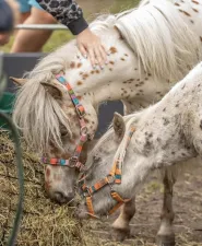 Dag van het paard ORVELTE Foto Mini paardjes :Ingrid Dolfing