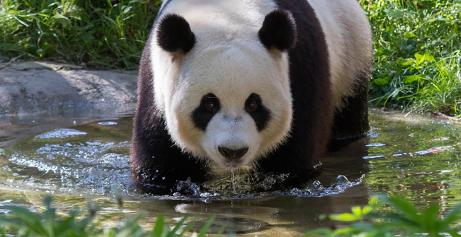 Tijdens de Chinese dagen is het feest in Ouwehands Dierenpark! Panda's Wu Wen en Xing Ya vieren het feestje natuurlijk mee. Foto: Ouwehands Dierenpark.