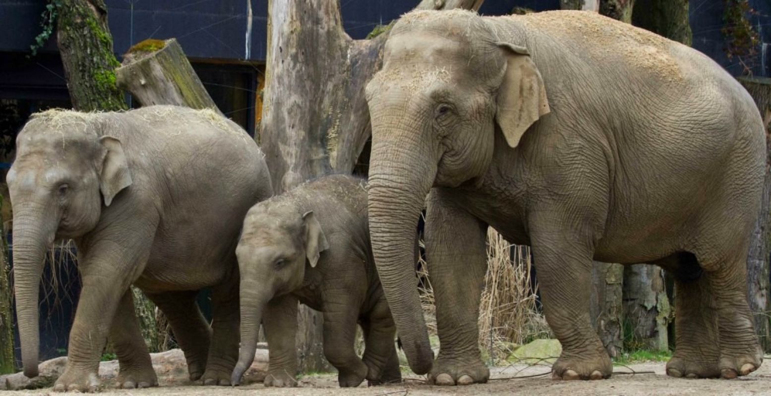 Indra en haar twee nakomelingen. Van links naar rechts: Kina, Kyan en Indra. Foto: DierenPark Amersfoort