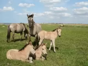 Konik met veulen in Nationaal Park Lauwersmeer. Foto: JÃ¶rgen de Bruin