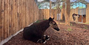 Nieuw Afrikagebied in ZooParc Overloon 'Ngyuwe' gaat eindelijk open!
