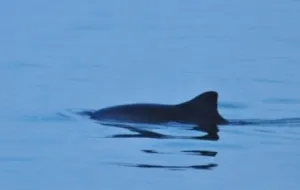 Op jacht naar de bruinvis Op zoek naar bruinvissen en zeehonden! Foto: MS De Onrust