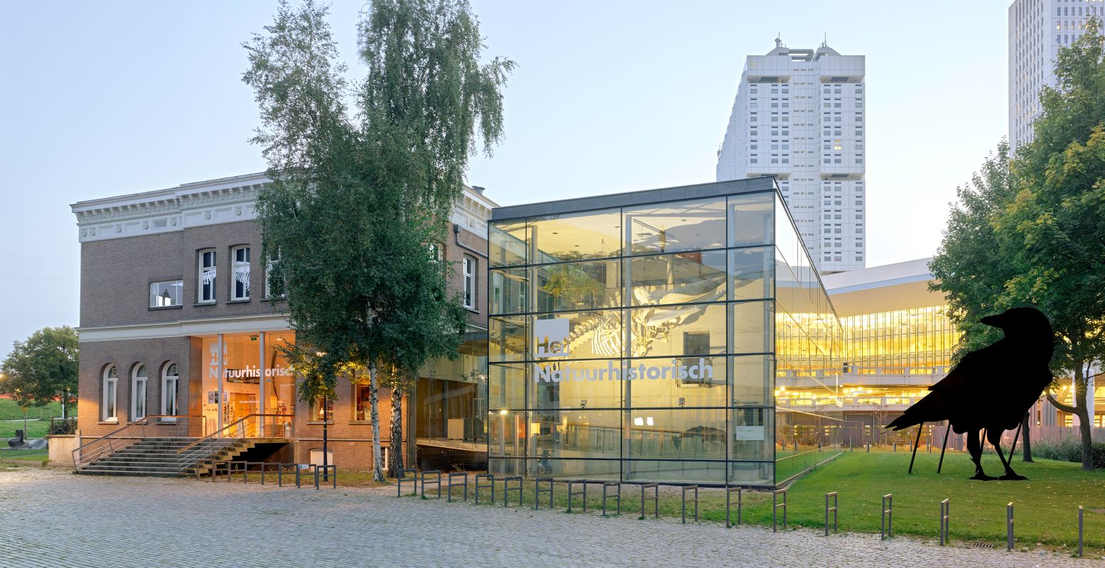 De Zwarte Kraai voor het museum. Foto: Natuurhistorisch Museum Rotterdam © Walter Herfst