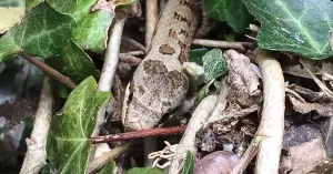 OERRR - Struinen met de boswachter OERRR - Struinen met de boswachterFoto geüpload door gebruiker Natuurmonumenten.