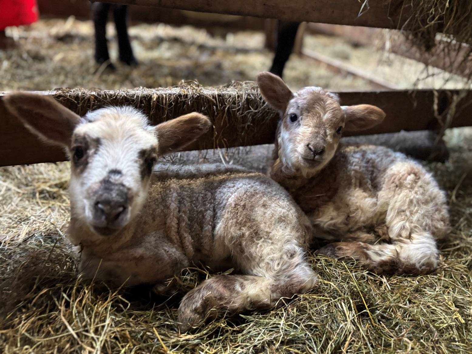 Lammetjes geven je een echt lentegevoel. Foto: Schaapskooi Mergelland