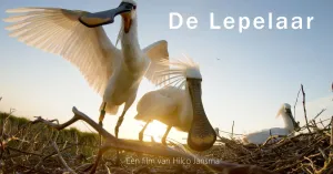 De lepelaar - filmvertoning op Schiermonnikoog De lepelaar - filmvertoning op Schiermonnikoog | Foto geüpload door gebruiker Natuurmonumenten.