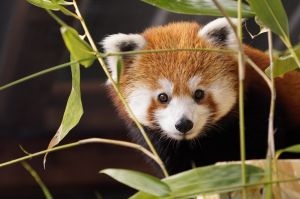 Dierentuin Kleve