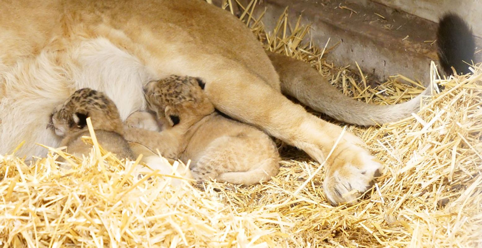 De twee leeuwenwelpjes die bij WILDLANDS geboren zijn. Foto: WILDLANDS