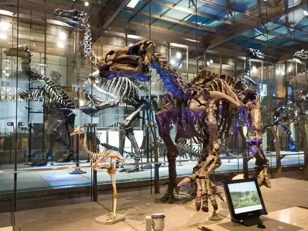 Enorme dino's maken geheid indruk op je. Foto: Instituut voor Natuurwetenschappen Brussel ©