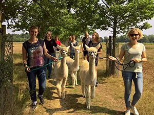 Foto: Alpacafarm Vorstenbosch.