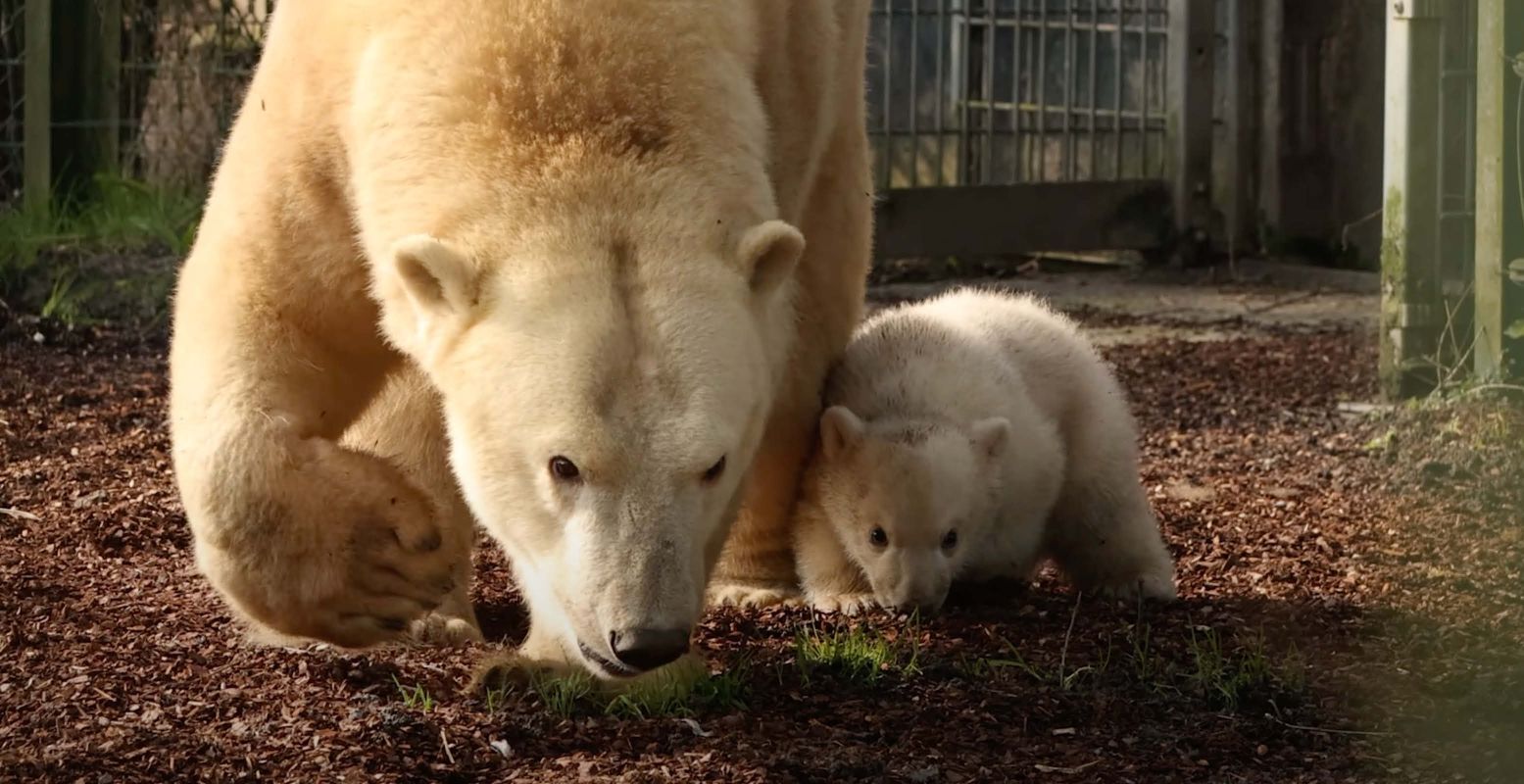 Het ijsbeertje Otis verkent het buitenverblijf. Foto: Dierenrijk (still uit YouTube-video)