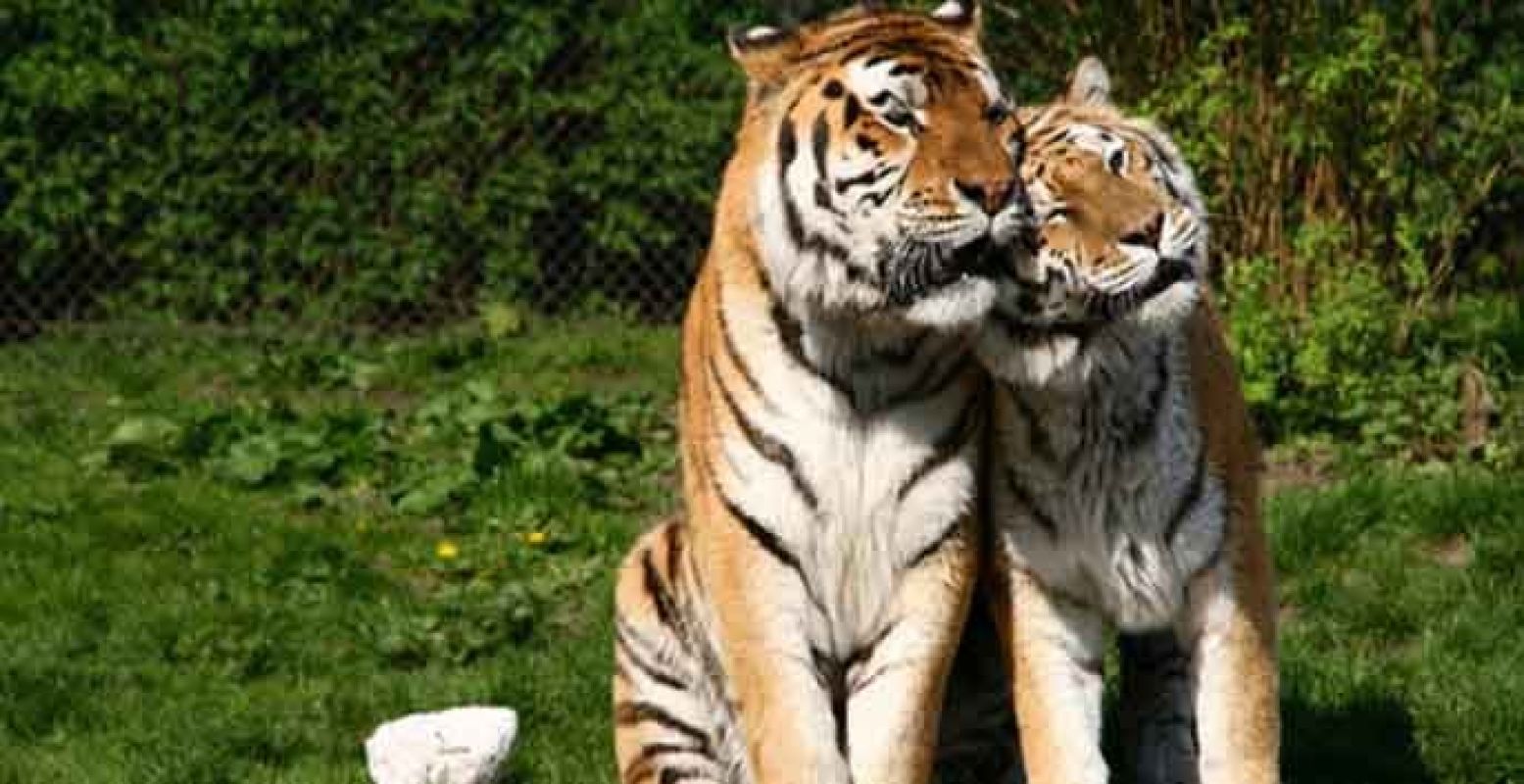 Lentekriebels in de dierentuin. Foto: DierenPark Amersfoort