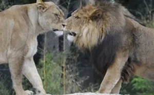 Vier (verlaat) Valentijnsdag in Dierenpark Emmen