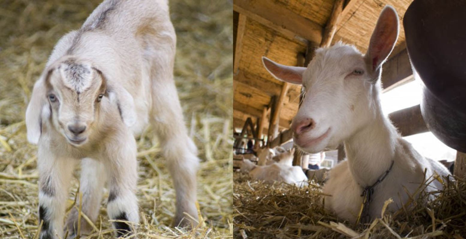 In de stal kun je dichtbij de geiten komen en ze voeren. Foto: Geitenboerderij Ridammerhoeve.