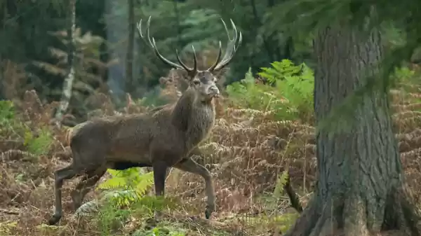 Fotohut Ugchelse Bos edelhert in bos | Foto geüpload door gebruiker Staatsbosbeheer.