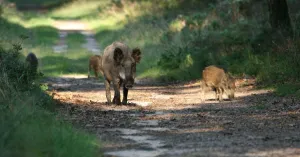 Vroege vogels in een wilde wereld | Foto geüpload door gebruiker Natuurmonumenten.
