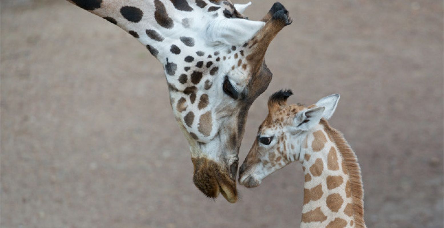 Statige giraffes wandelen over de Savanna.