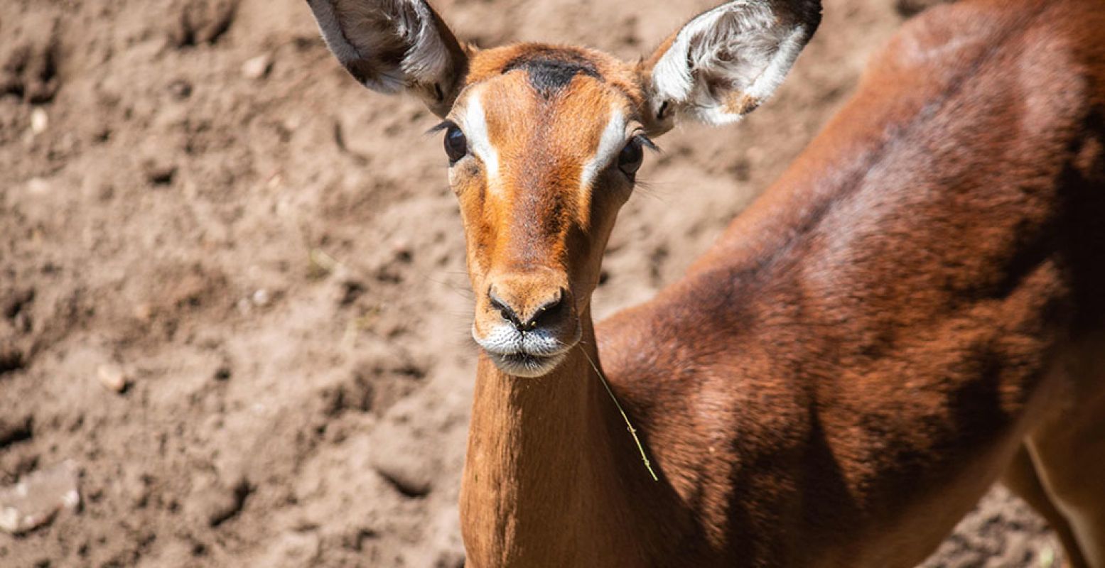 Zie een impala vanuit de lucht. Foto: DierenPark Amersfoort