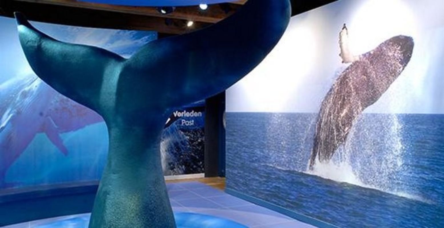 Ontdek alles over walvissen. Foto: Het Scheepvaartmuseum