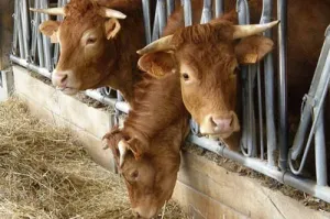 Kakelverse boerderijtour door Nederland