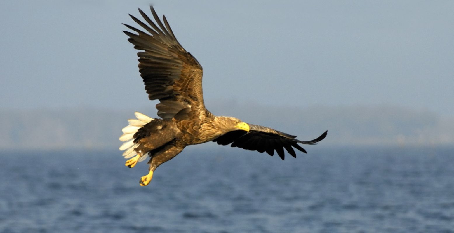 Gaat de zeearend eindelijk broeden voor de webcam? Foto: Jelle de Jong / Vogelbescherming Nederland.