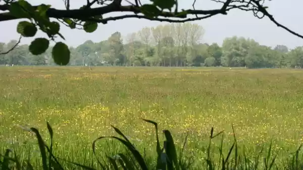 Ontdek de Duivenvoordse en Veenzijdse polder Grasland in de Duivenvoordse en Veenzijdse Polder | Foto geüpload door gebruiker Staatsbosbeheer.