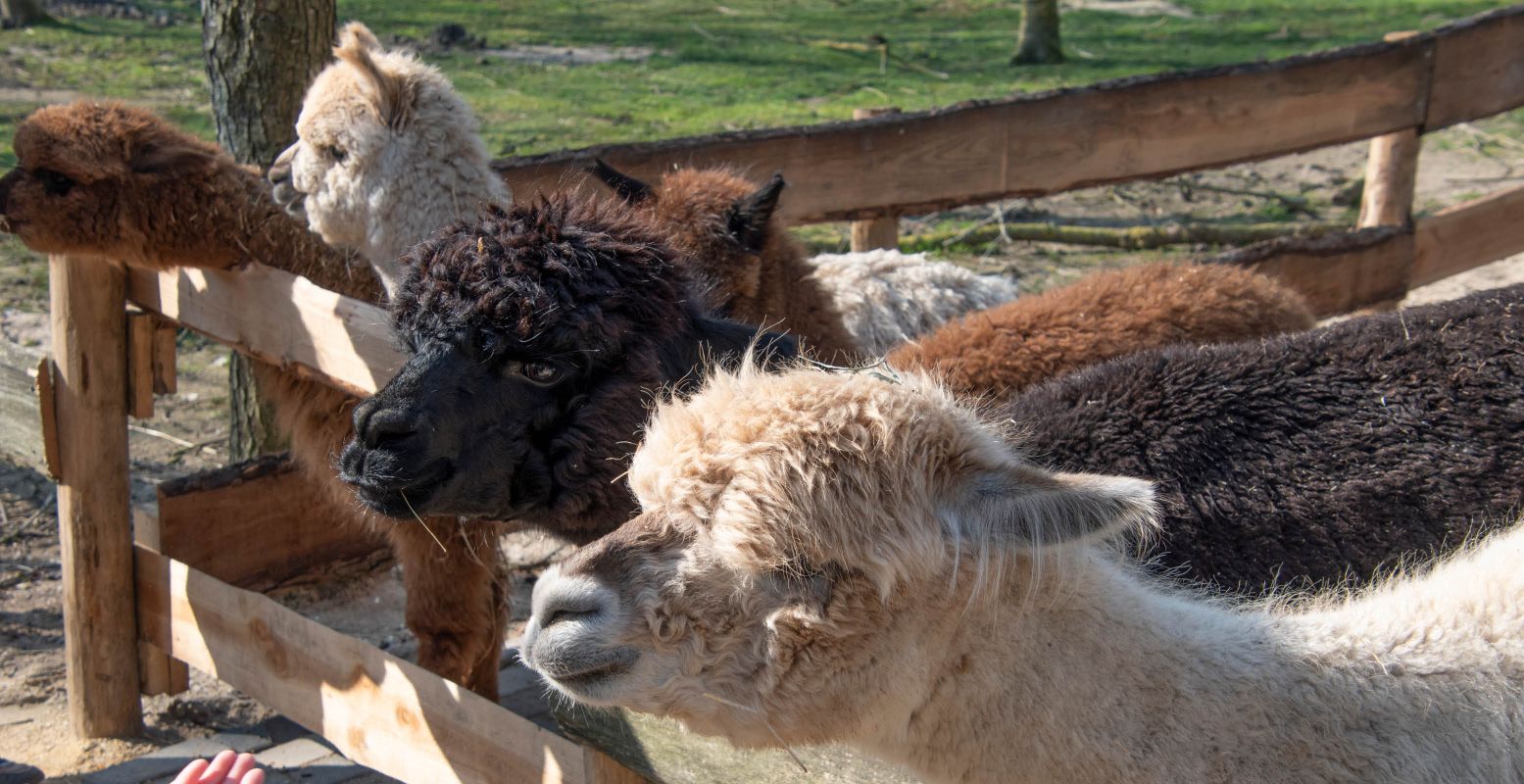 Cute! Alpaca's ontmoeten, knuffelen en aaien. Foto: Dierenpark Hoenderdaell