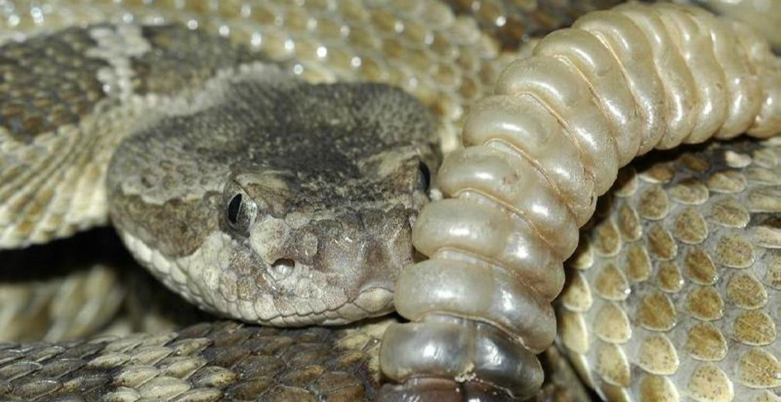 Giftige Prairieratelslang uit Noord-Amerika. Foto: ReptielenZOO SERPO.