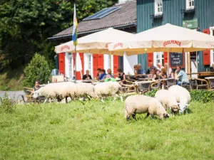 De Smidse Hotel, Bar & Appartments Terras met schaapjes. Foto: Visit Zuid-Limburg