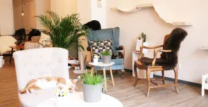 Doe een kopje koffie in deze kekke kattencafés Het interieur van kattencafé Op z'n Kop. Foto: Kattencafé Op z'n Kop.