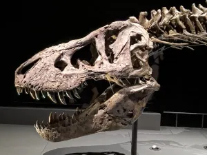 Skelet van een triceratops in de dinozaal. Foto: DagjeWeg.NL