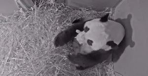 Beschuit met muisjes: pandajong geboren in Ouwehands!