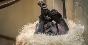 Geboortegolf in dierenland! Een lief klein bonobo-aapje vastgeklampd aan z'n moeder. Foto: © Planckendael