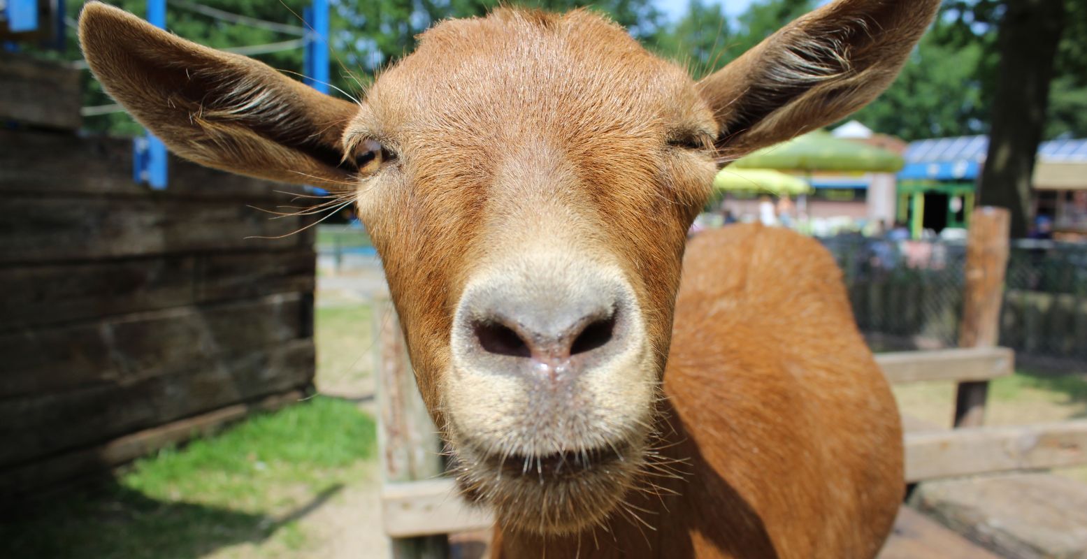 Hallo, geit! Foto: Kinderboerderij De Naturij