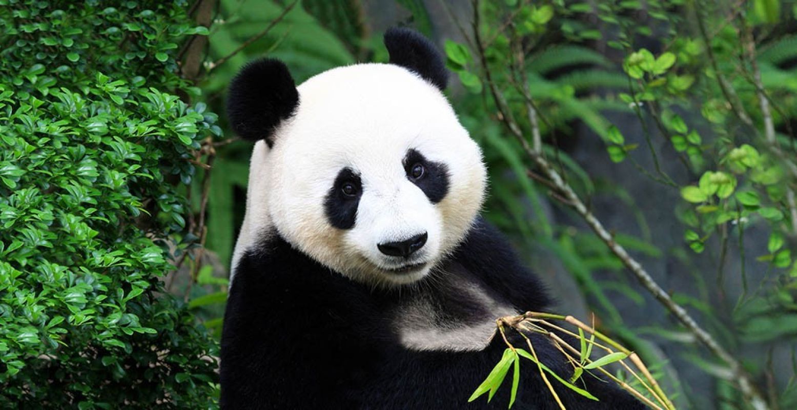 De reuzenpanda's zijn volop aan het wennen aan hun nieuwe stulpje in Rhenen. Foto: © Ouwehands Dierenpark Rhenen.