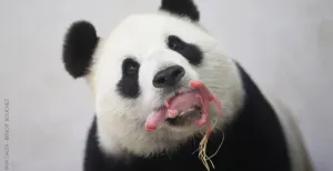 In deze dierentuinen ontmoet je reuzenpanda_s Een beetje een gek gezicht, maar zo zien pandababy's er dus uit. Moeder Hao Hao was erg trots op kleine Baby P. Foto: Pairi Daiza, © Benoit Bouchez.