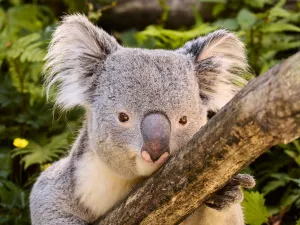 Bewonder de enige koala's in Nederland! Foto: Ouwehands Dierenpark