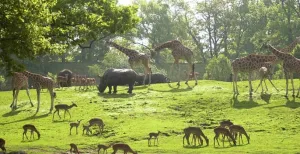 Vier de tachtigste verjaardag van Dierenpark Emmen Neem een kijkje bij de giraffes in de wei. Foto: Dierenpark Emmen