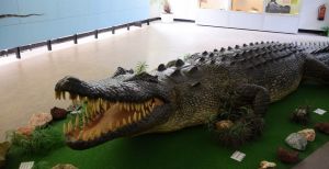 Over de foto: De grootste krokodil ter wereld; helaas (of juist: gelukkig!) nep in Reptielenzoo Iguana. Foto: DagjeWeg.NL De grootste krokodil ter wereld; helaas (of juist: gelukkig!) nep in Reptielenzoo Iguana. Foto: DagjeWeg.NL